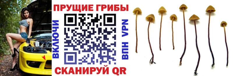 где продают наркотики  Заречный  Псилоцибиновые грибы мицелий 